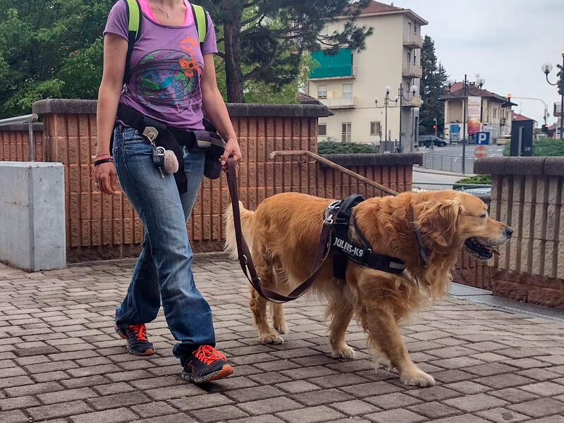 Educazione Cane Adulto