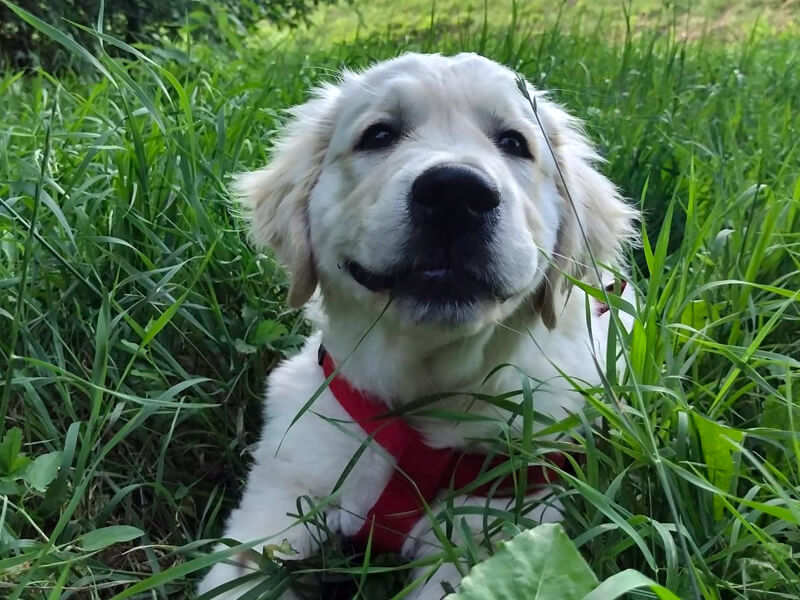 Educazione Cuccioli di Cane