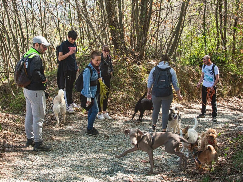 Educazione Cane Adulto