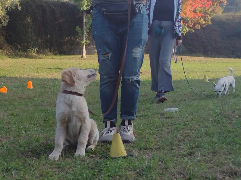 Attività di gruppo per cani